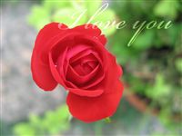 Love you Ecard small rose 