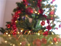 Merry Christmas Tree wallpaper 