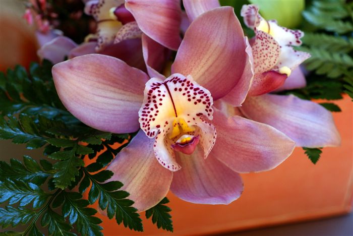 beautiful orchid 