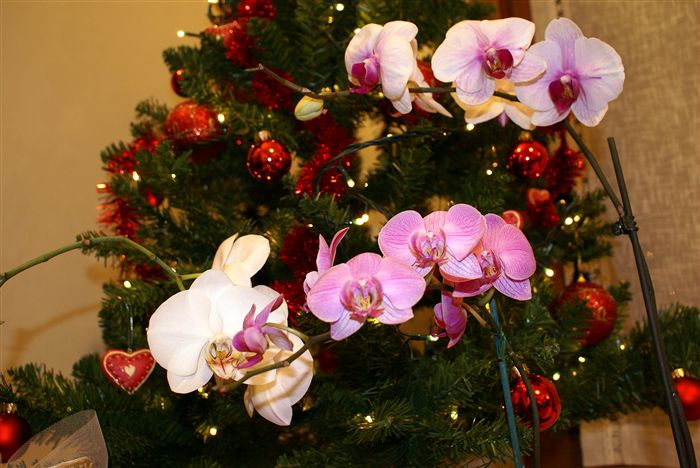 Christmas Orchids 