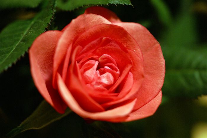 Mini Rose close up 