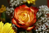 Yellow red Flamed Rose 