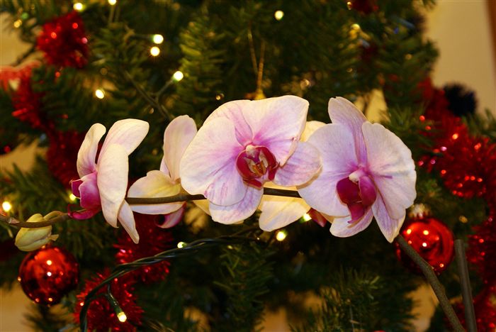 Christmas Orchids 