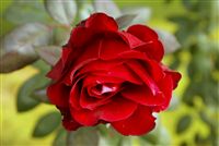 red roses images