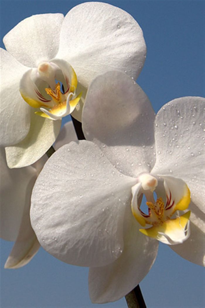 iphone white orchid wallpaper 