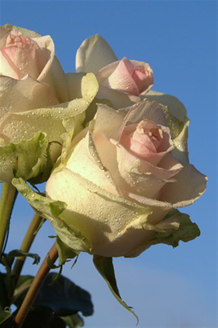 iphone romantic rose wallpaper 