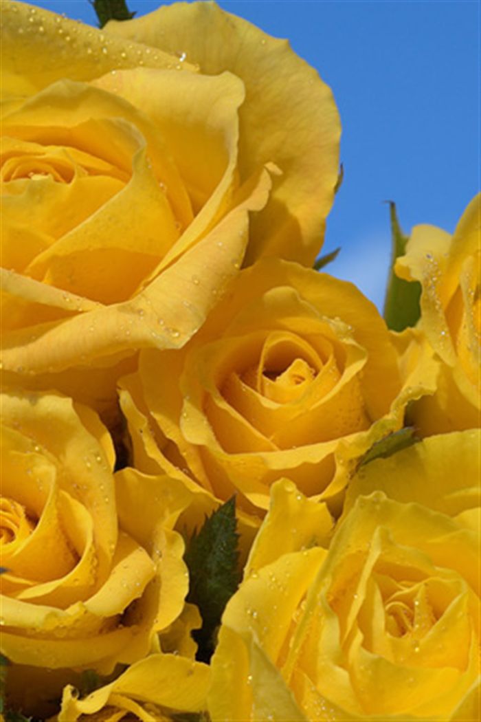 iphone yellow roses wallpaper 