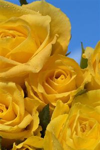 iphone yellow roses wallpaper 