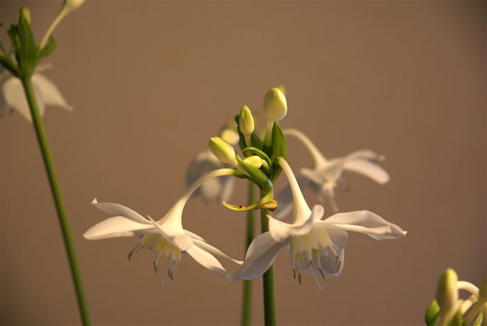 Amazon lily 