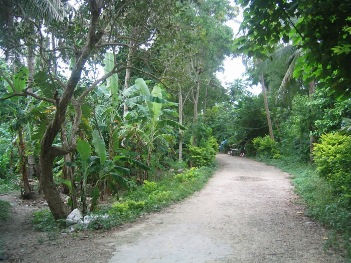 Boracay lush vegetation inside island 