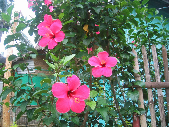 Boracay flowers 