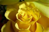 yellow rose photo close up 