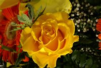 yellow rose photo macro 