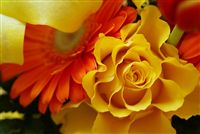 amazing yellow rose 