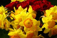 yellow narcissus bouquet 
