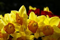 yellow daffodils photo 