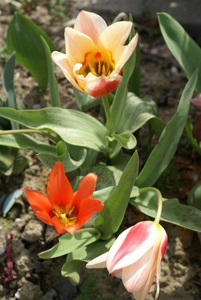 Colorful Tulips 