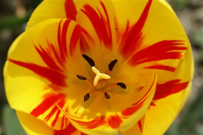 Fire Tulip macro 