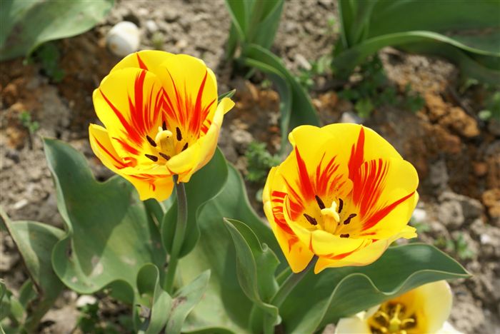 Fire Tulips 