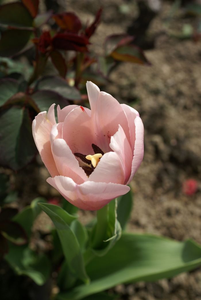 Pink Tulip 
