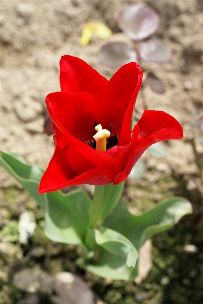 Red Tulip 