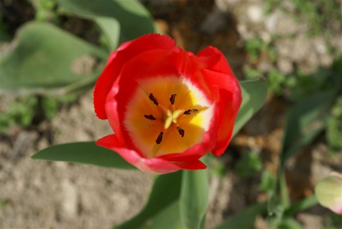 Yellow red tulip 