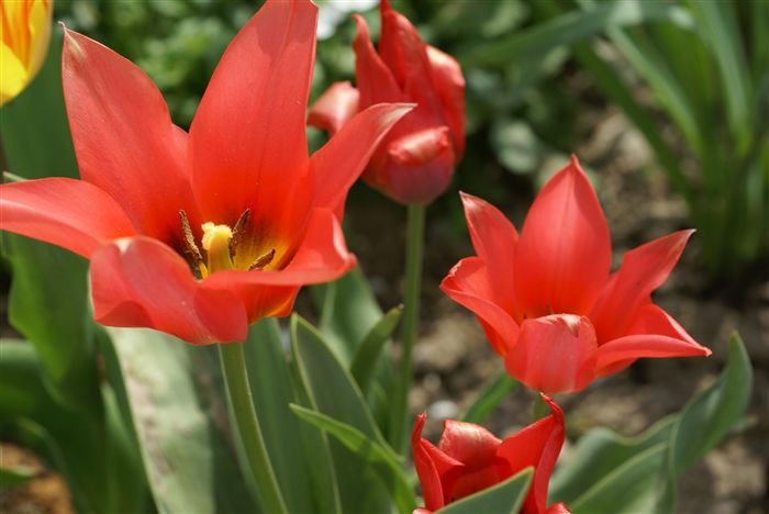 Red Tulips 