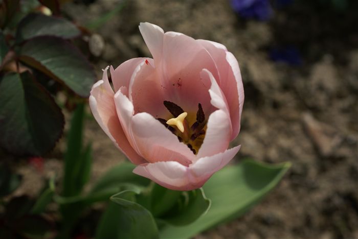 Rose Tulip 