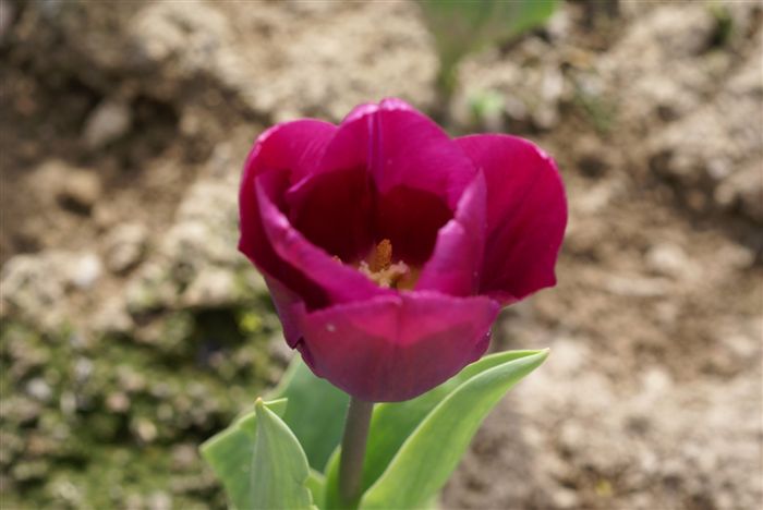 Violet Tulip 
