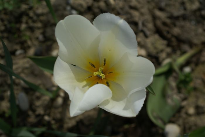 White Tulip close up 