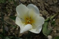 White Tulip close up 