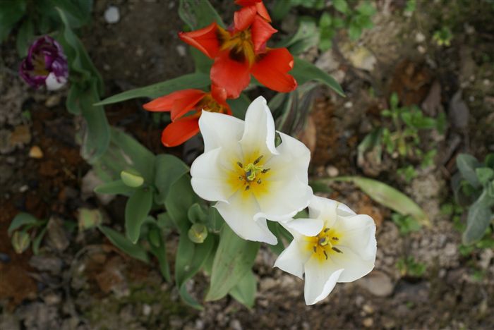 Colorful Tulips photo 