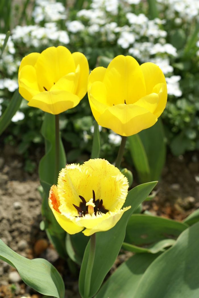 Colorful Yellow Tulips 
