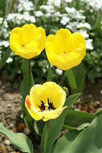 Colorful Yellow Tulips 
