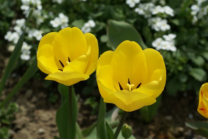 Two Yellow Tulips close up 