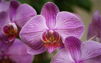 beautiful Orchid 