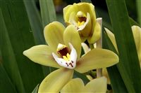 Yellow Orchid 