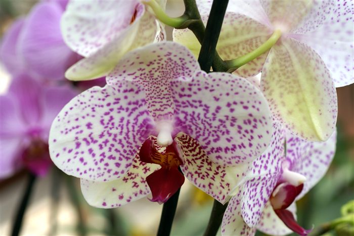 White pink dotted Orchids close up 