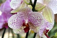White pink dotted Orchids close up 