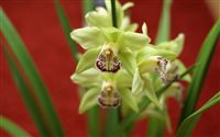 Cymbidium orchid 