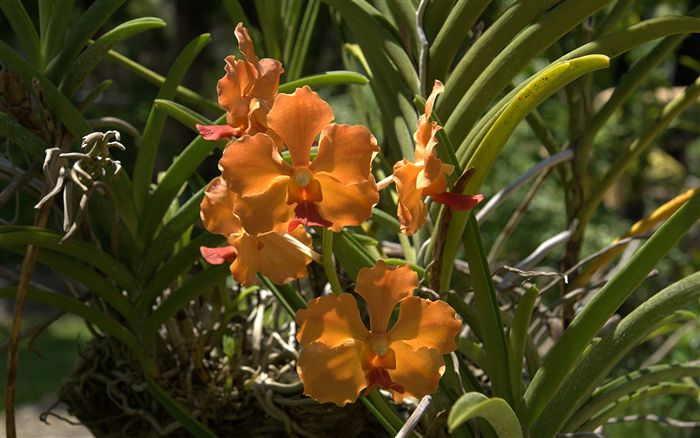 orange orchid 