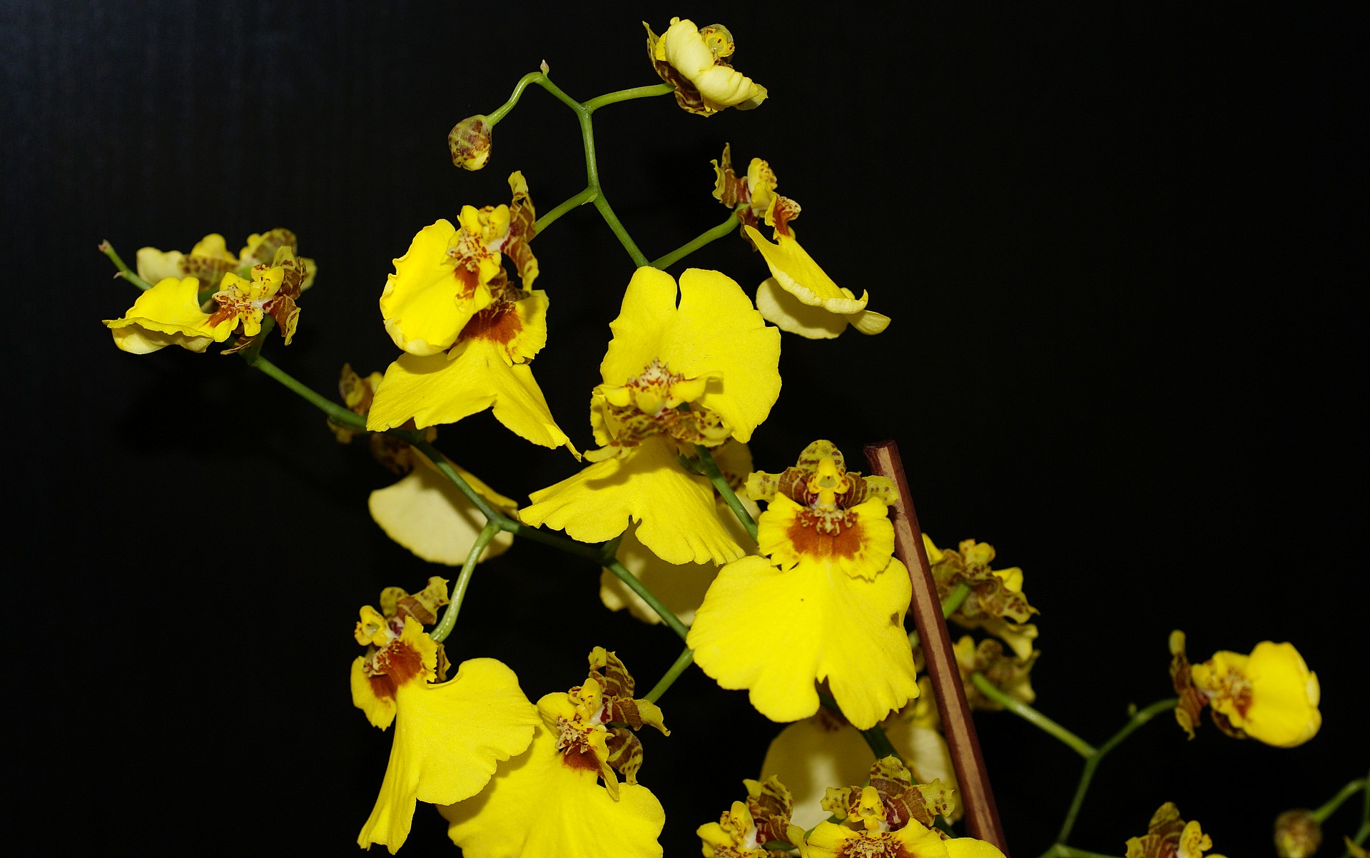 orchid oncidium cebolleta