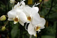 White Orchids 