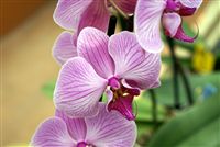 Pink Orchids 