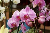 Pink Orchids 