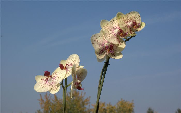 white orchid photo 