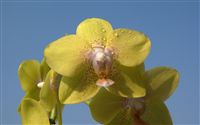 Canary orchid wallpaper 