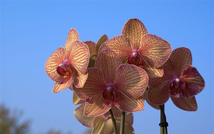 orchid wallpaper with blue sky 
