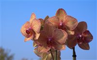 orchid wallpaper with blue sky 
