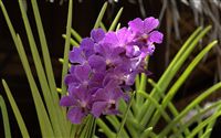 cattleya orchid  